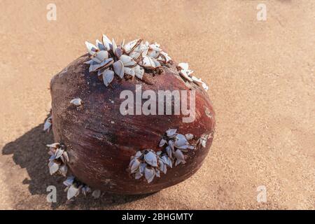 Goose barnacles or gooseneck barnacles on dried coconut on the sand beach Stock Photo