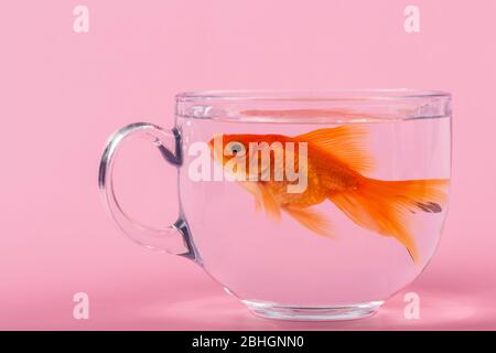 Gold fish inside a bowl cup on pink Background. Stock Photo