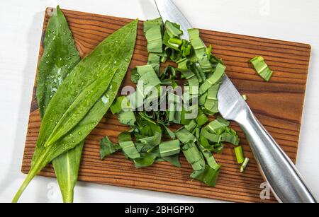 Allium ursinum leaves, known as wild garlic, ramsons, buckrams, broad-leaved garlic, wood garlic, bear leek or bear's garlic cut on brown natural cutt Stock Photo