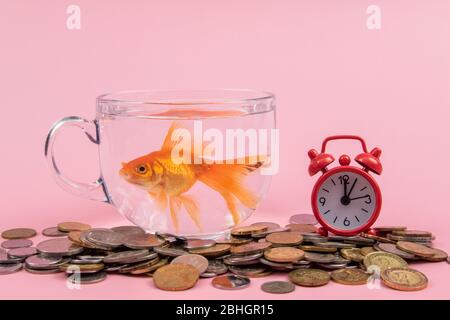 Coin, Red alarm Clock and Gold fish inside a bowl . Time is money Concept, Business Concept. Stock Photo