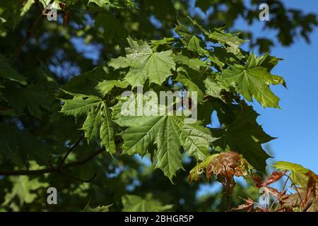 Green maple leaves against the blue sky Stock Photo