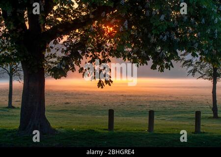 UK Weather, Northampton, 26th April 2020.  the sun rising over Abington Park  glowing through a Horsechestnut tree with a light ground mist being lit up by the suns rays. Credit: Keith J Smith/Alamy Live News Stock Photo