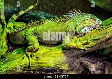 Single Green Iguana lizard - latin Iguana iguana - known also as American iguana natively inhabiting South America, in an zoological garden terrarium Stock Photo
