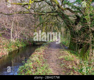 Wheal Friendship Leat, also called Hill Bridge Leat flows through Creason Wood, near Horndon, Dartmoor National Park, Devon, England, UK. Stock Photo