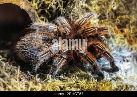 Single Chilean Rose Tarantula spider - latin Gramostola rosea - known also as Rose hair tarantula, Chilean fire tarantula natively inhabiting Chile in Stock Photo