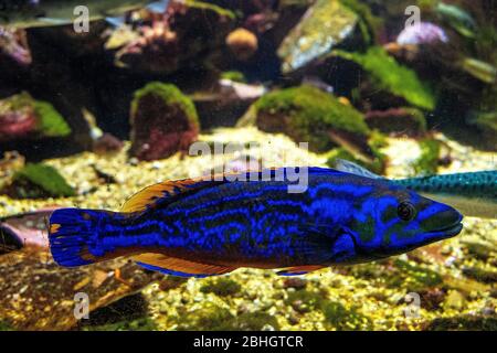 Single Cuckoo Wrasse marine fish - latin Labrus bimaculatus - natively inhabiting eastern costs of Europe and northern Africa in zoological garden Stock Photo