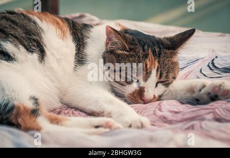 Cat pound. Close-up shot of homeless stray cat living in the animal shelter. Shelter for animals concept Stock Photo