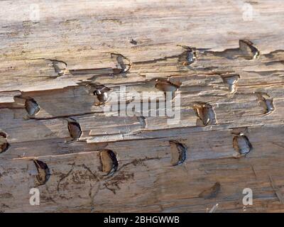 Harvester marks on a cut spruce trunk. Deep tracks of a combine harvester, removed bark. Calamity in the coniferous forest. Stock Photo