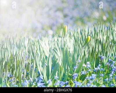 Abstract spring. Growing little young narcissus daffodil and grape hyacinth flowers. Early spring sunny day in the park garden Stock Photo