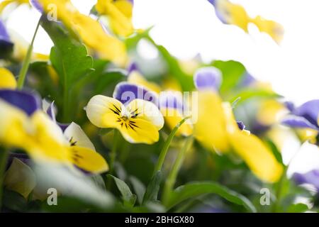 Close-up / macro photograph of purple and yellow viola flowers in a UK garden with a shallow depth of field and blurred background / bokeh Stock Photo