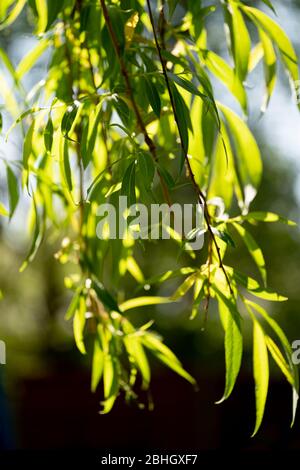 Close-up / macro photograph of  weeping willow (Salix babylonica) tree leaves backlit by the sun in a UK garden Stock Photo