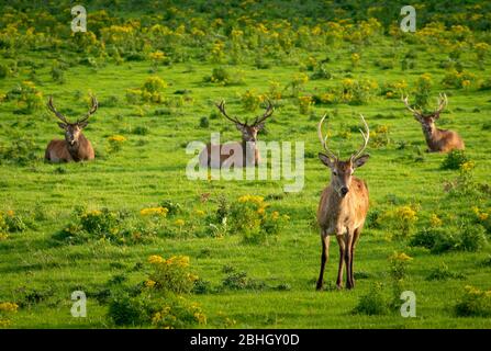 Herd of young Red Deer or Cervus Elaphus resting in Killarney National Park, County Kerry, Ireland Stock Photo