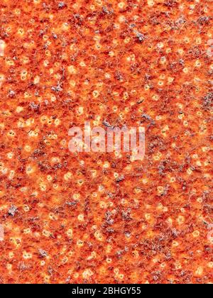 Rusty dots. Close up surface rust on old metal sheet. High quality grunge rusty old and dirty metal plate. Stock Photo