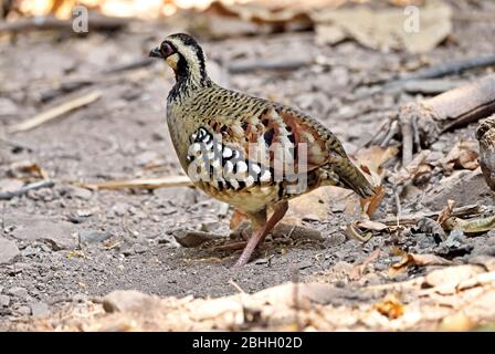 A Bar-backed Partridge (Arbrophila brunneopectus) foraging in a forest clearing in Western Thailand Stock Photo