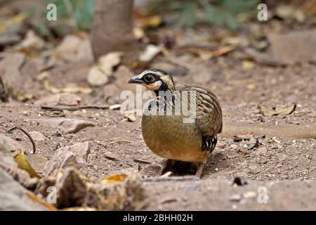 A Bar-backed Partridge (Arbrophila brunneopectus) foraging in a forest clearing in Western Thailand Stock Photo