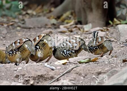 Rear view of 4  Bar-backed Partridges (Arbrophila brunneopectus) foraging in a forest clearing in Western Thailand Stock Photo