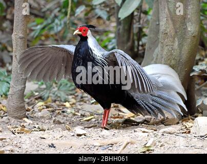 A male Kalij Pheasant (Lophura leucomelanos ssp crawfurdi) flapping his wings in a clearing in the forest in Western Thailand Stock Photo