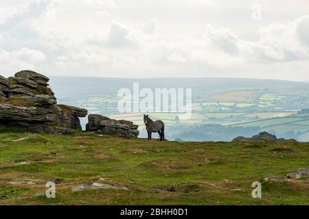 A Dartmoor Pony stands on Pil Tor, above Widecombe in the Moor, Dartmoor National Park, Devon, England, UK. Stock Photo