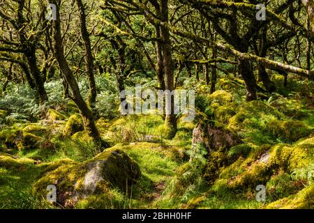 Wistman's Wood is one of the highest altitude oak woodlands in Britain and is located in Dartmoor National Park, near Two Bridges, Devon, UK. Stock Photo