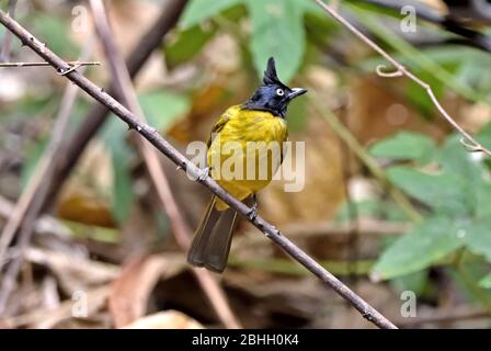 A Black-crested Bulbul (Pycnontus flaviventris) perched on a small branch in the forest in North Eastern Thailand Stock Photo