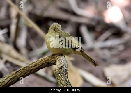 A Grey-eyed Bulbul (Iole propinqua) perched on a small branch in the forest in North Eastern Thailand Stock Photo