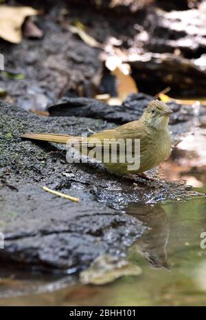 A Grey-eyed Bulbul (Iole propinqua) drinking from a small forest pool in North Eastern Thailand Stock Photo