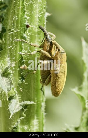 Macro close-up of two long snout weevil beetles mating on a green stem Stock Photo