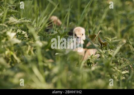 Cute gosling of Greylag goose (Anser anser) hiding in the grass Stock Photo