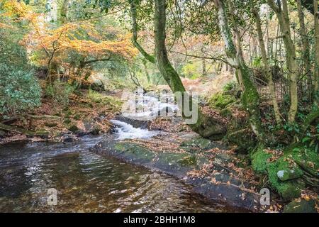 The East Okement River flows through West Cleave as it approaches Okehampton, Dartmoor National Park, Devon, England, UK. Stock Photo