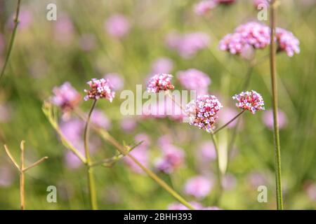 Beautiful nature scene with spring pink flowers background with sun light Stock Photo