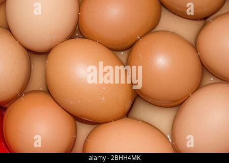 The egg is the organic vessel containing the zygote in which an embryo develops until it can survive on its own, at which point the animal hatches. Stock Photo