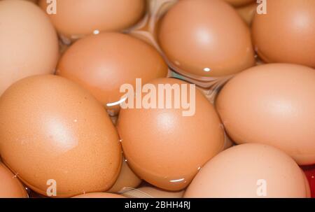 The egg is the organic vessel containing the zygote in which an embryo develops until it can survive on its own, at which point the animal hatches. Stock Photo