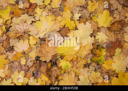 Acer platanoides leaves background Stock Photo