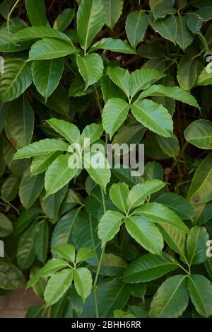 Tetrastigma voinierianum green lush foliage Stock Photo