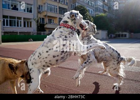 Dogs and pets playing in the park Stock Photo