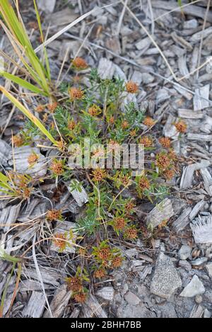 Teucrium montanum faded plant Stock Photo