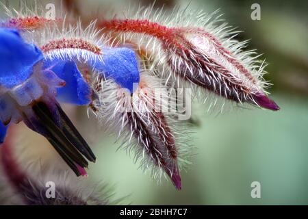 Borage Plants (Borago officinalis) in macro Stock Photo