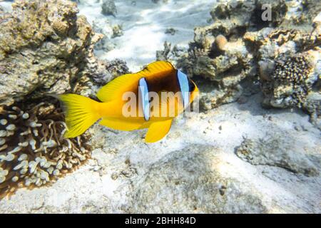 Orange Clownfish (Anemone Fish) In Anemone Soft Coral. Bright Striped Marine Tropical Fish In Natural Habitat In Red Sea, Egypt. Amazing Symbiosis In Stock Photo