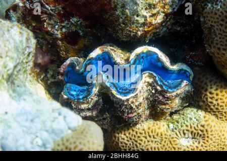 Giant Tridacna, Saltwater Clams In The Coral Reef, Red Sea. Marine Bivalve Blue Molluscs, Large Chells. Amazing Underwater Dangerous Animal. Stock Photo