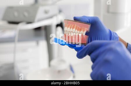 Cropped of doctor hands holding toothbrush and jaw model Stock Photo