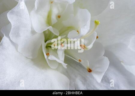 White azalea flowers in full bloom Stock Photo