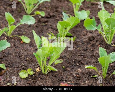 Siberian kale (Bremer Scheerkohl, brassica napus var. pabularia) seedlings.