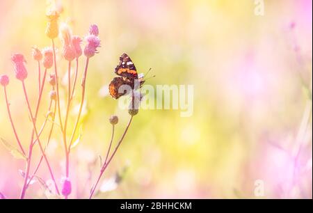 Vanessa atalanta the red admiral butterfly on top of flowering creeping thistle blossom on meadow on sunny summer day. Stock Photo