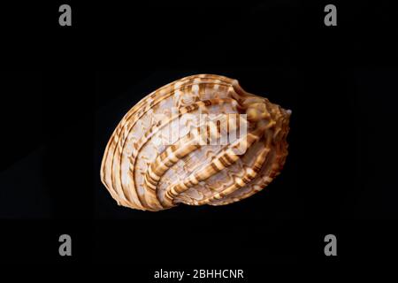 Harpa Davidus. David Harp Seashell. Pacific Marine Seashell Stock Photo
