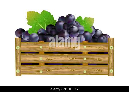 Grapes in box isolated on white background. Crate of purple grapes. For winery, winemaking, eco farm, transportation, drinks, packing design. Vector Stock Vector