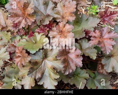 Brown and bronzed evergreen foliage of the ground covering hardy perennial, Heuchera 'Chocolate Ruffles' Stock Photo