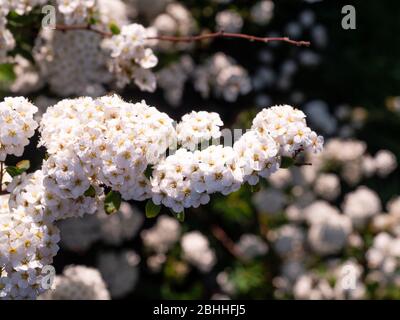 Dense clusters of white spring flowers of the hardy garden shrub, Spiraea nipponica' Snowmound' Stock Photo