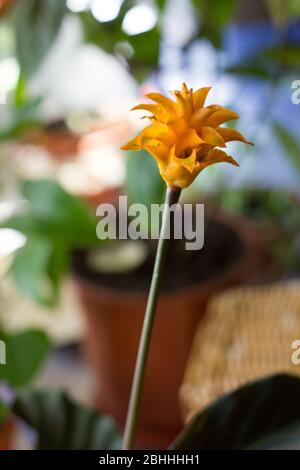 Calathea crocata as home plant. Cultivated in flower pot. Stock Photo