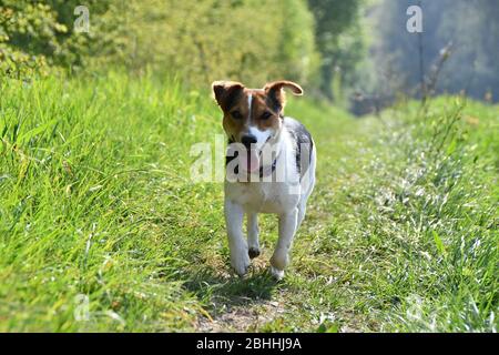 A Jack Russell terrier running along a country track. Stock Photo