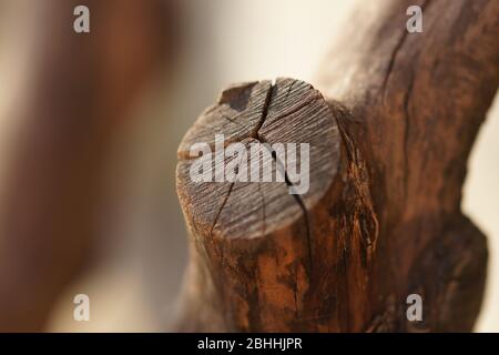 Accurate saw cut of the old tree with cracks. Stock Photo